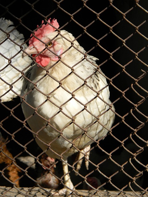 比賽觀賞性 比賽觀賞性