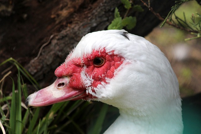 從科比和奧 從科比和奧